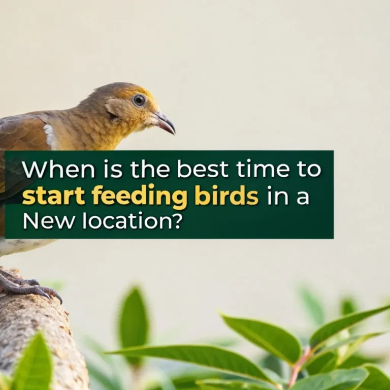 When is the Best Time to Start Feeding Birds in a New Location?