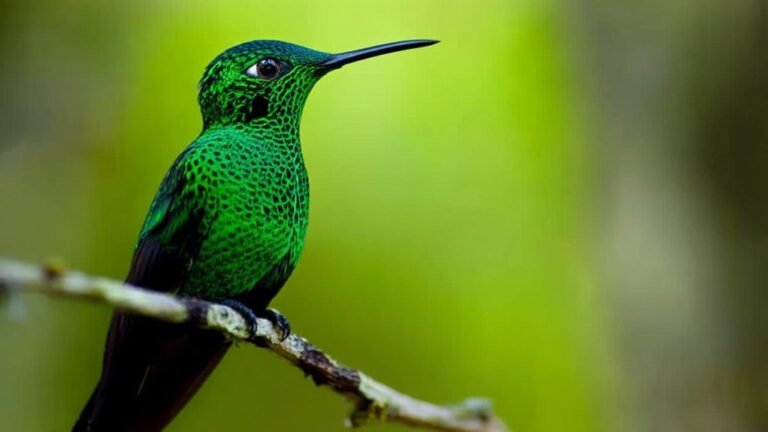 top 5mp bird cameras