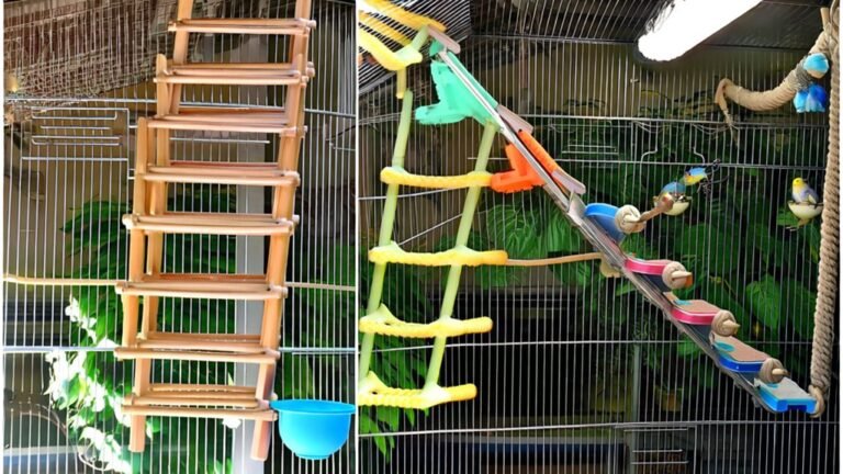 top bird ladder choices