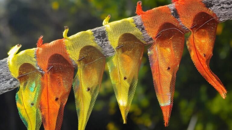 top finch sock selections